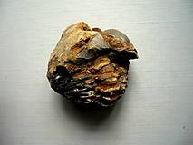 Minerály - Trilobit Calymene s.p. 40 mm, č.7f - 13719460_