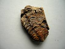 Minerály - Trilobit Calymene s.p. 54 mm, č.9f - 13719463_