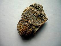 Minerály - Trilobit Calymene s.p. 54 mm, č.9f - 13719464_