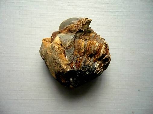Trilobit Calymene s.p. 40 mm, č.7f