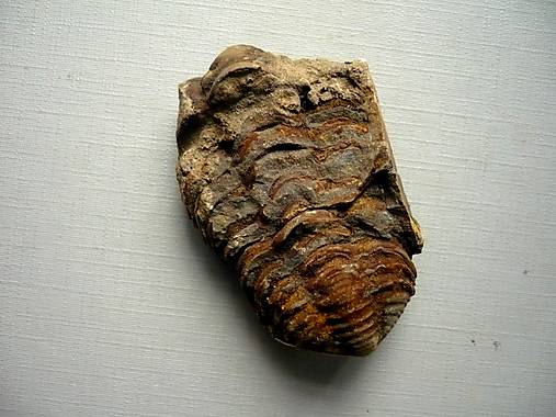 Trilobit Calymene s.p. 54 mm, č.9f