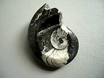 Minerály - Goniatit 42 mm, č.4s - 13738122_