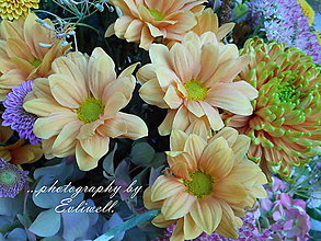 Fotografie - Chryzantémky so zelenými očkami - 13770920_