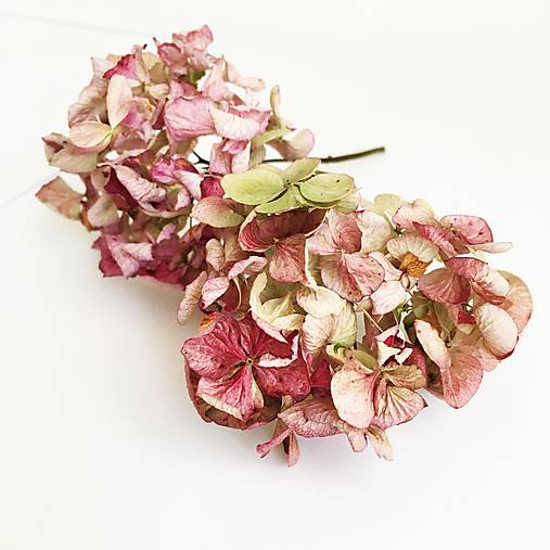  - hortenzia zeleno-ružová - 13775622_