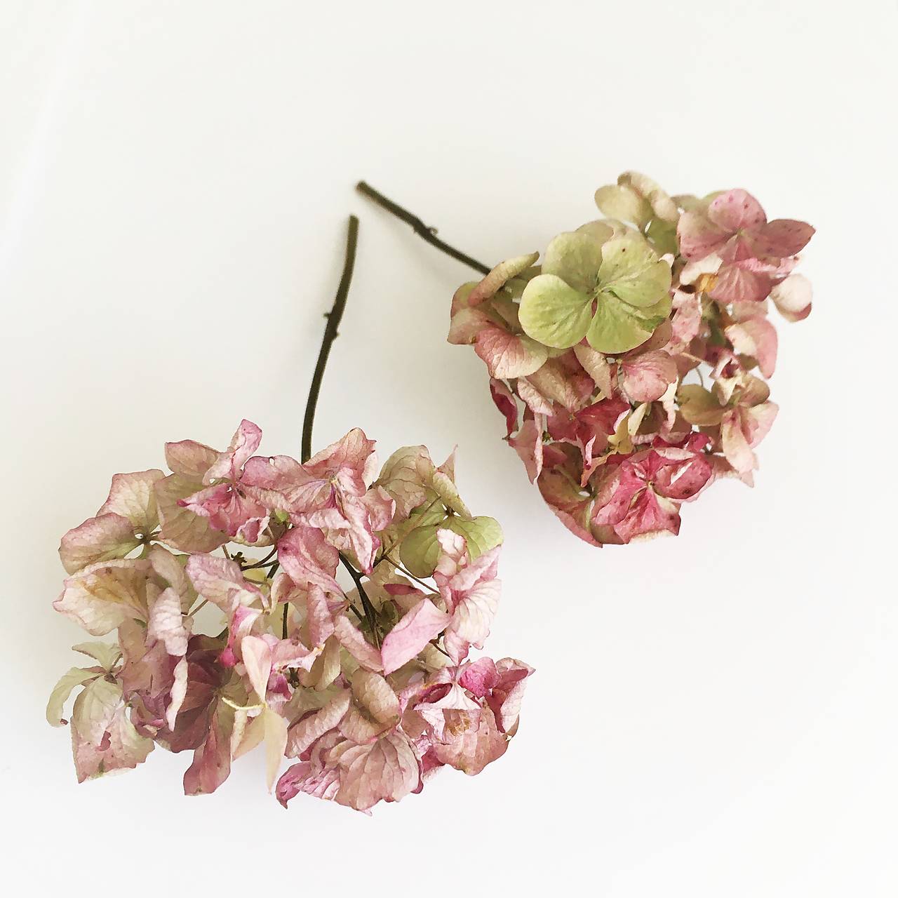 hortenzia zeleno-ružová
