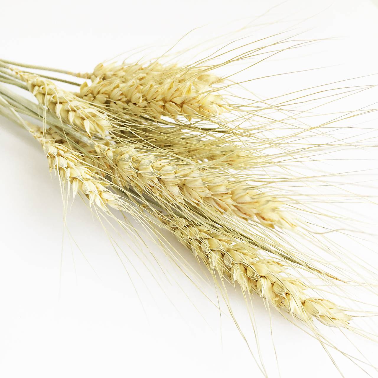 pšenica fúzatá zlatistá