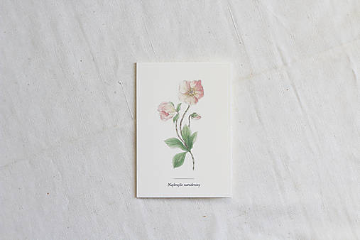 Papiernictvo - Narodeninová pohľadnica | botanická ilustrácia Čemerica - 13803898_