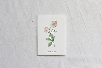 Papiernictvo - Narodeninová pohľadnica | botanická ilustrácia Čemerica - 13803898_