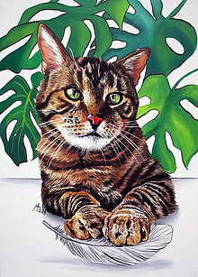 Obrazy - Portrét kočky - na objednávku - 13803121_