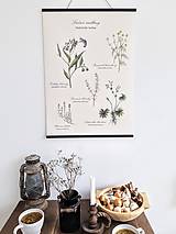 Kresby - Botanický plagát bylinky - 13810976_