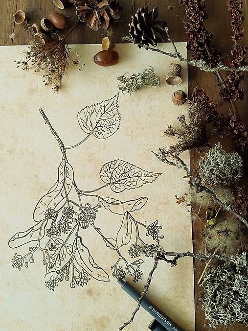 Kresby - Obrázok lipa - 13808930_