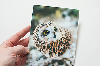 Papiernictvo - Eco-pohľadnica "owl" - 13810060_