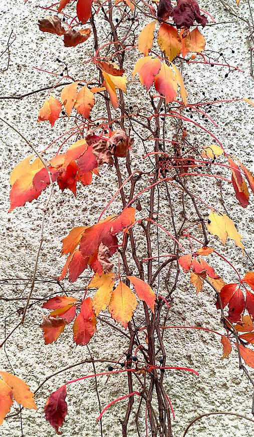 Fotografie - Ohnivá jeseň - 13816404_