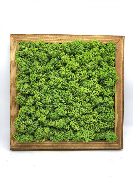 Obrazy - Machový obraz 25x25cm - 13814974_