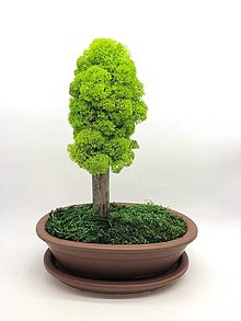 Dekorácie - Bezúdržbový bonsaj Simple - 13815057_