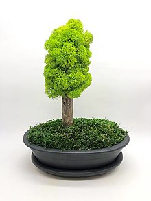 Dekorácie - Bezúdržbový bonsaj Simple (Čierna) - 13815062_