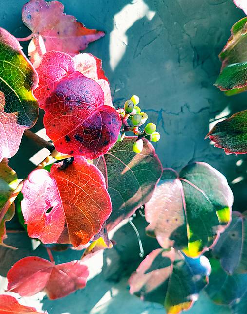 Fotografie - Hra tieňov - 13822744_