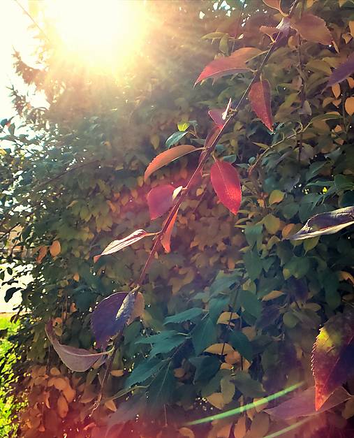 Fotografie - Slnko v korunách stromov - 13822803_