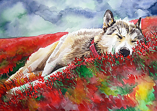 Obrazy - Wolf dreams - A4, A3 - 13833368_