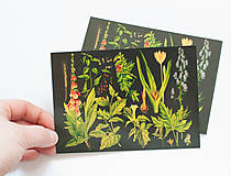 Papier - Pohľadnica "Liečivé rastliny, 1938" - 13879075_
