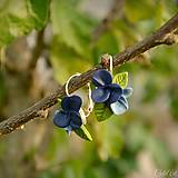 Náušnice - Kytica z modrých kvetov - náušnice s francúzskym zapínaním - 13886029_