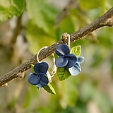 Náušnice - Kytica z modrých kvetov - náušnice s francúzskym zapínaním - 13886033_