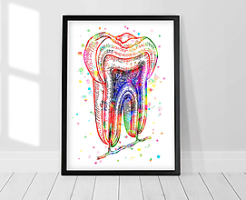 Grafika - Anatómia zuba - Priečny rez - 13956224_