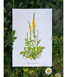 Obrazy - Obraz Repík lekársky Agrimonia eupatoria (A4 21x29,7cm) - 14016948_
