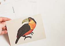 Papier - Pohľadnica "Animalium"-toucan - 14047727_
