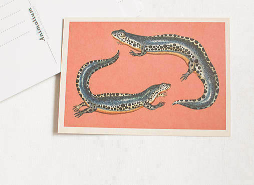 Papier - Pohľadnica "Animalium"- Alpine newts - 14047507_