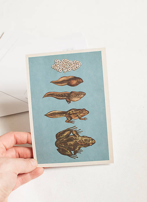 Papier - Pohľadnica "Animalium"- frog life cycle - 14047528_
