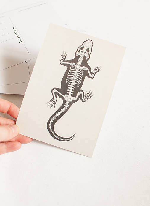 Papier - Pohľadnica "Animalium"- Nile crocodile - 14047632_