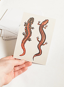 Papier - Pohľadnica "Animalium"- salamander - 14047500_