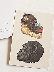 Papier - Pohľadnica "Animalium"- chimpanzee - 14047768_