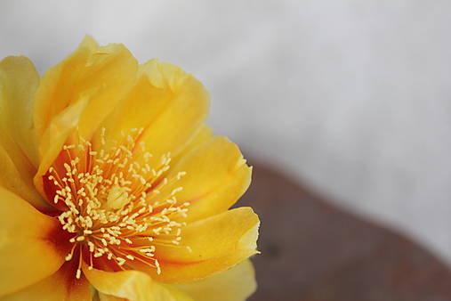 Žltý kvet opuncie