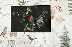 Papier - Pohľadnica "Robin on pine tree" - 14106636_