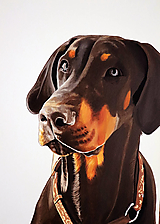 Obrazy - Portrét psa - na objednávku - 14137446_