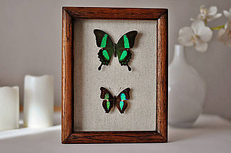 Dekorácie - Motýle v rámčeku - 14174070_
