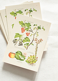Papier - Pohľadnica "Botanický atlas, list 27" - 14174838_