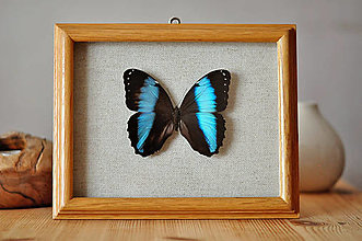 Dekorácie - Morpho achilles- motýľ v rámčeku - 14178297_