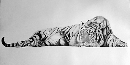 Kresby - Kresba tigra - 14257005_