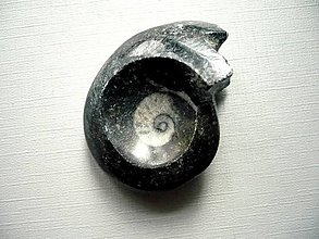 Minerály - Goniatit 46 mm, č.15f - 14273739_