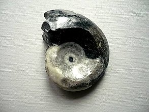 Minerály - Goniatit 46 mm, č.16f - 14273752_