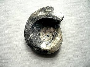 Minerály - Goniatit 42 mm, č.17f - 14273775_