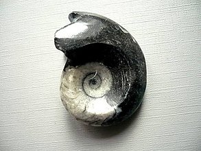 Minerály - Goniatit 42 mm, č.19f - 14273790_