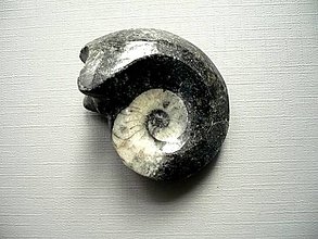 Minerály - Goniatit 43 mm, č.22f - 14273800_