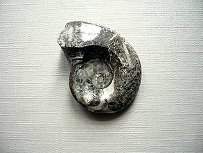 Minerály - Goniatit 34 mm, č.32f - 14273909_