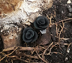 Náušnice - Náušnice ruže (Čierna) - 14277001_