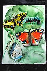 Kresby - motýle rôznoraké - 14283819_