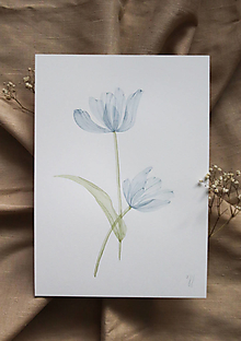 Obrazy - Tulipán modrý- originál - 14298817_